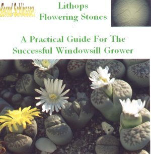 Lithops Flowering Stones