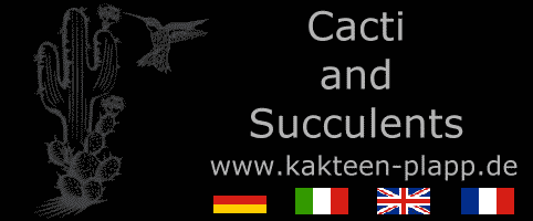Kakteen Plapp