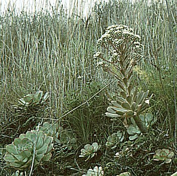 Aeonium ciliatum