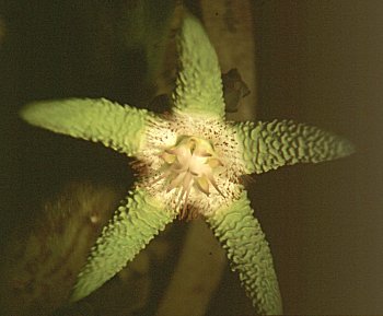 Stapelia favopurpurea