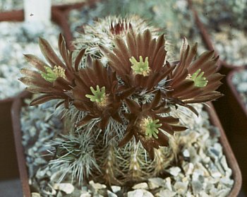 Echinocereus chloranthus