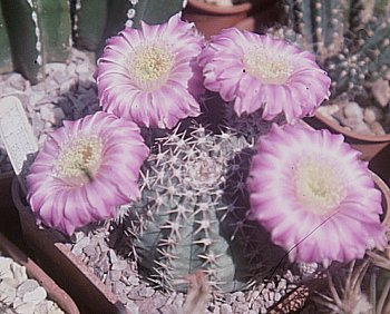 Echinocereus pulchellus