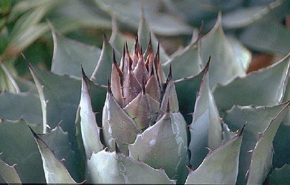 Agave parasana