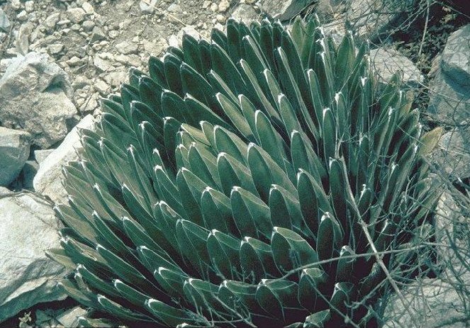 Agave victoria-reginae