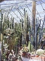 Central bed of Cerei