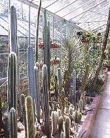Planted bed of cacti