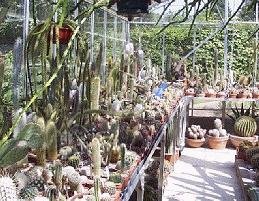 Corner of Greenhouse benching