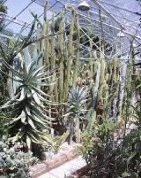 Aloe dichotoma and Aloe pillansii